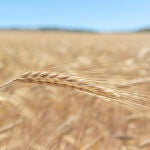 Una espiga de trigo