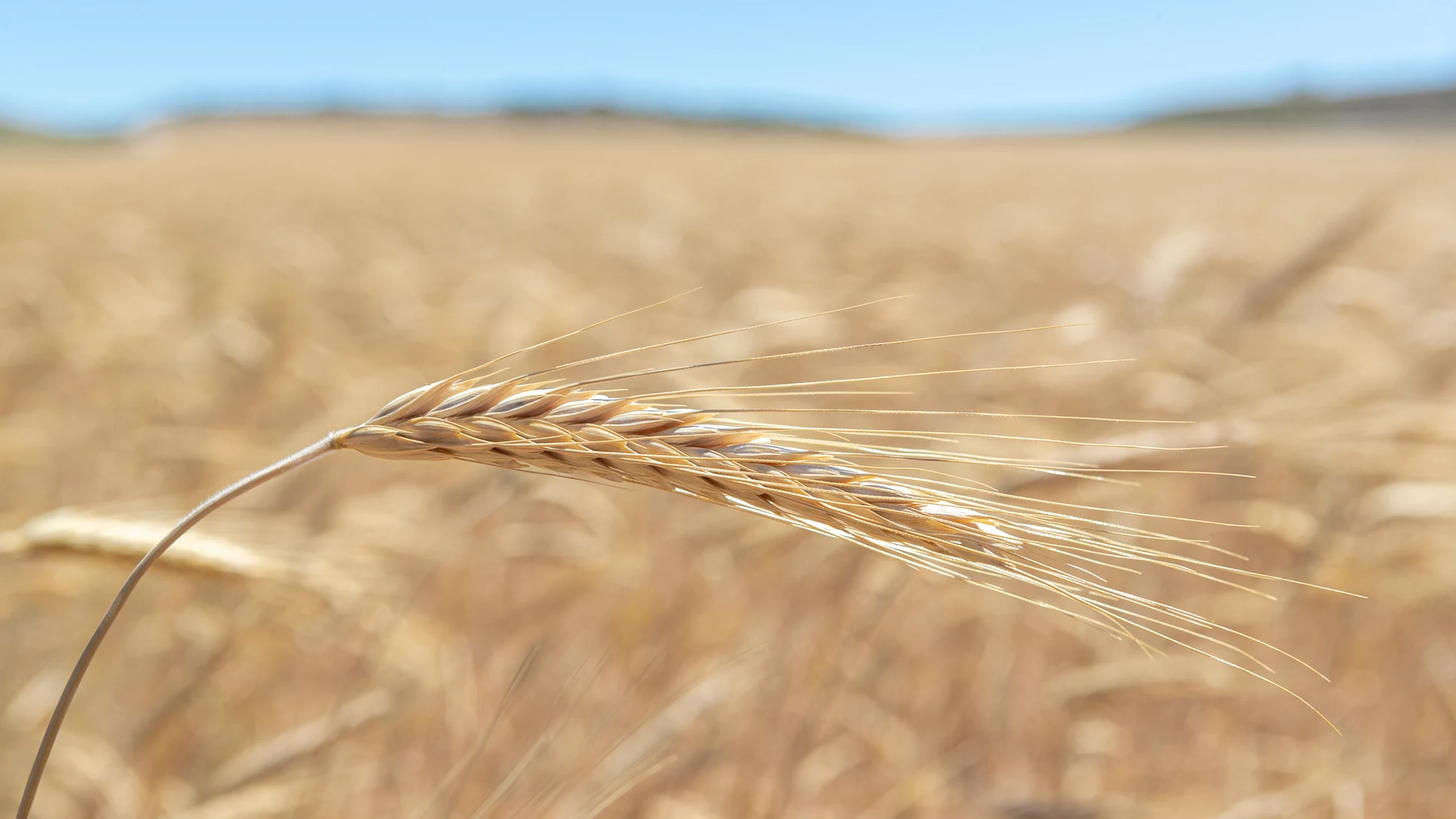 Una espiga de trigo