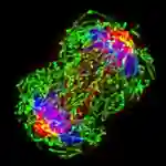 Un estudio revela cómo los peligros del cáncer de mama y la diabetes se combinan