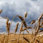 En 2022, se alcanzó una producción de 12,8 millones de toneladas para el trigo blando, duro y cebada En 2022, se alcanzó una producción de 12,8 millones de toneladas para el trigo blando, duro y cebada