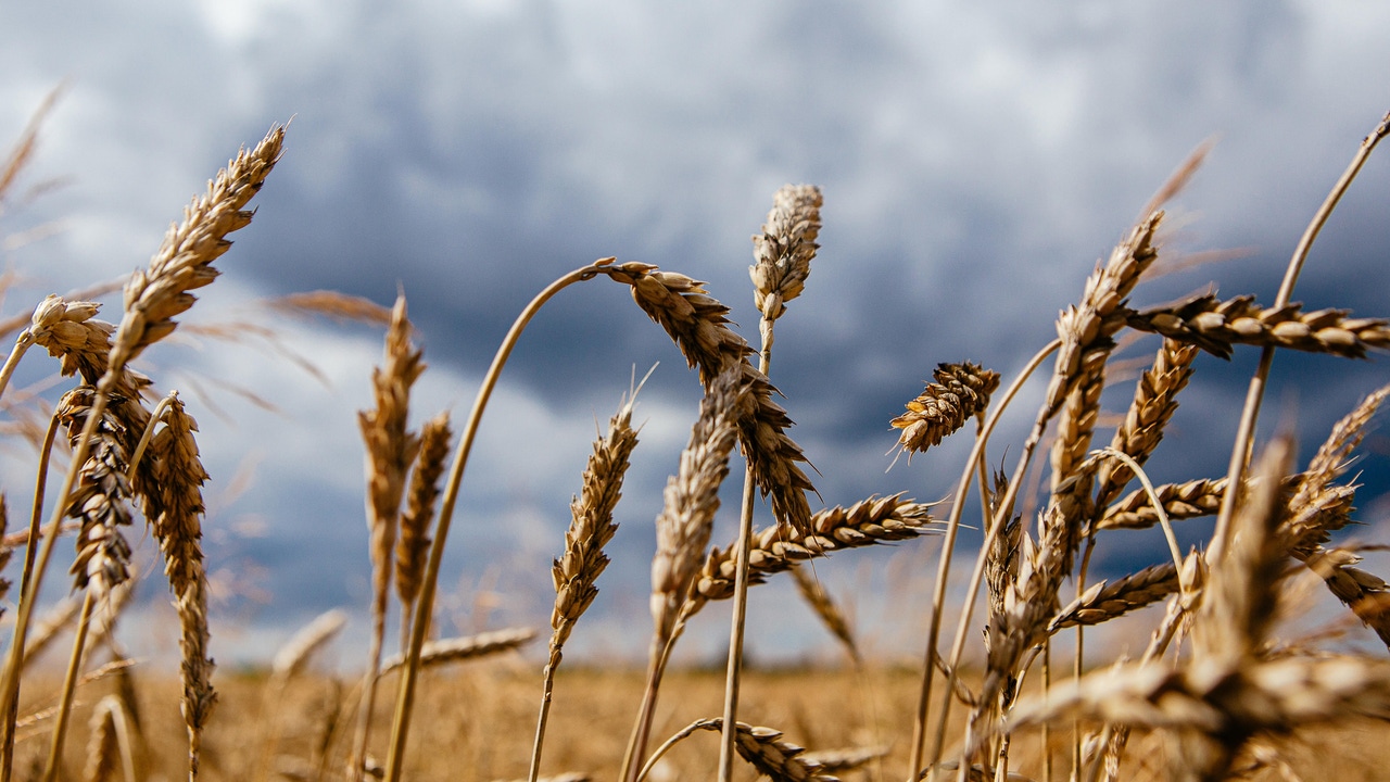 Suecia activa su plan de emergencia para almacenar grano por la amenaza rusa