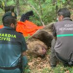 Imagen del oso muerto que ha sido encontrado en la Montaña Palentina