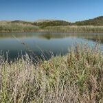 Imagen del humedal en Alcudia (Mallorca)
