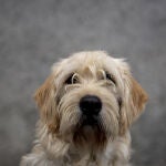 Todavía no se ha determinado si la viruela del mono se transmite a perros y gatos