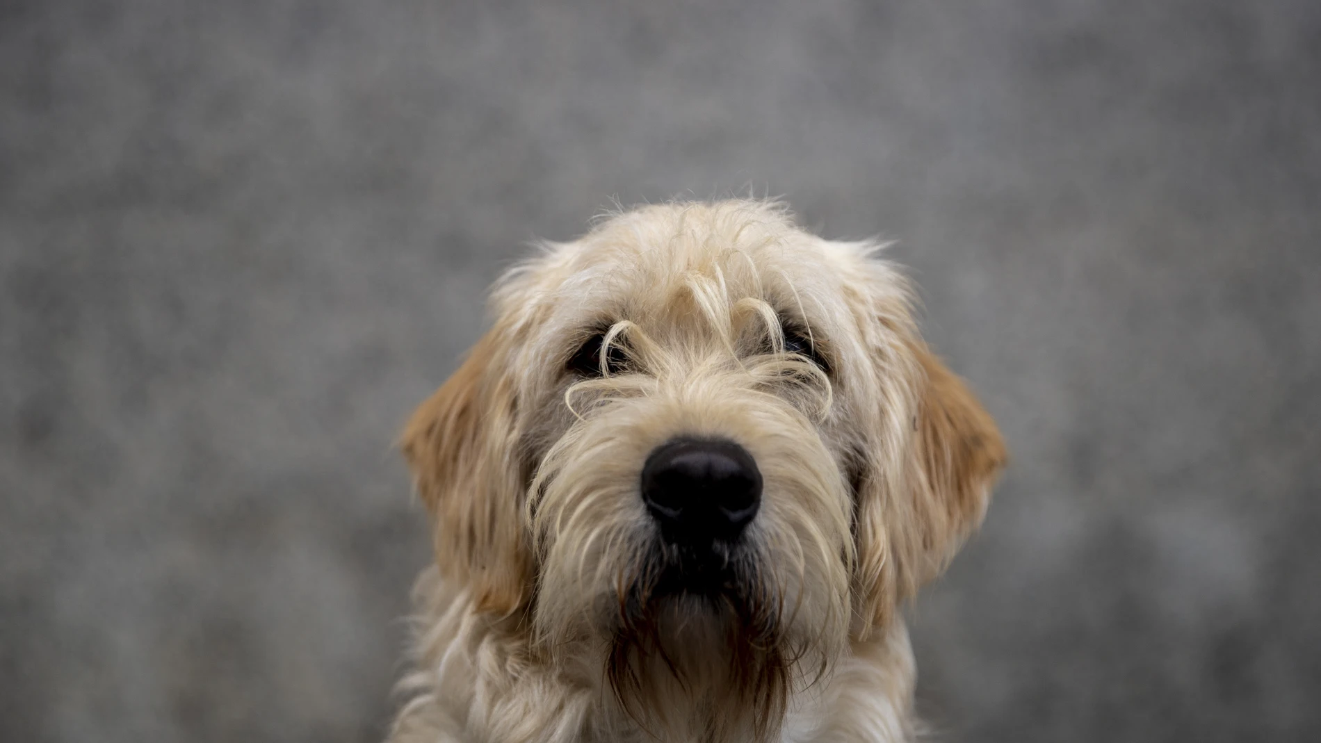 Todavía no se ha determinado si la viruela del mono se transmite a perros y gatos