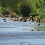 Grupo de aves en los humedales.