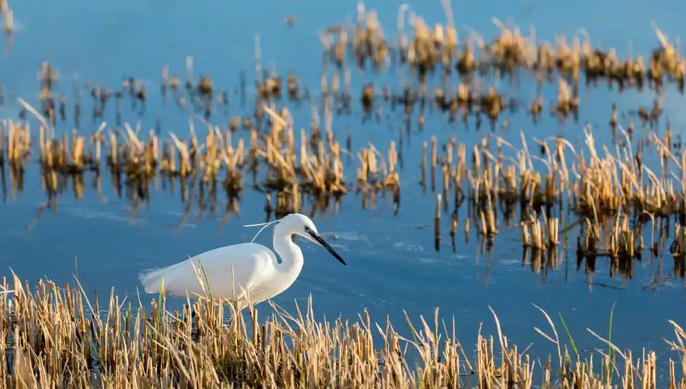 Parque natural de l'Albufera (Valencia)