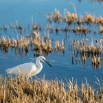 Parque natural de l'Albufera (Valencia)