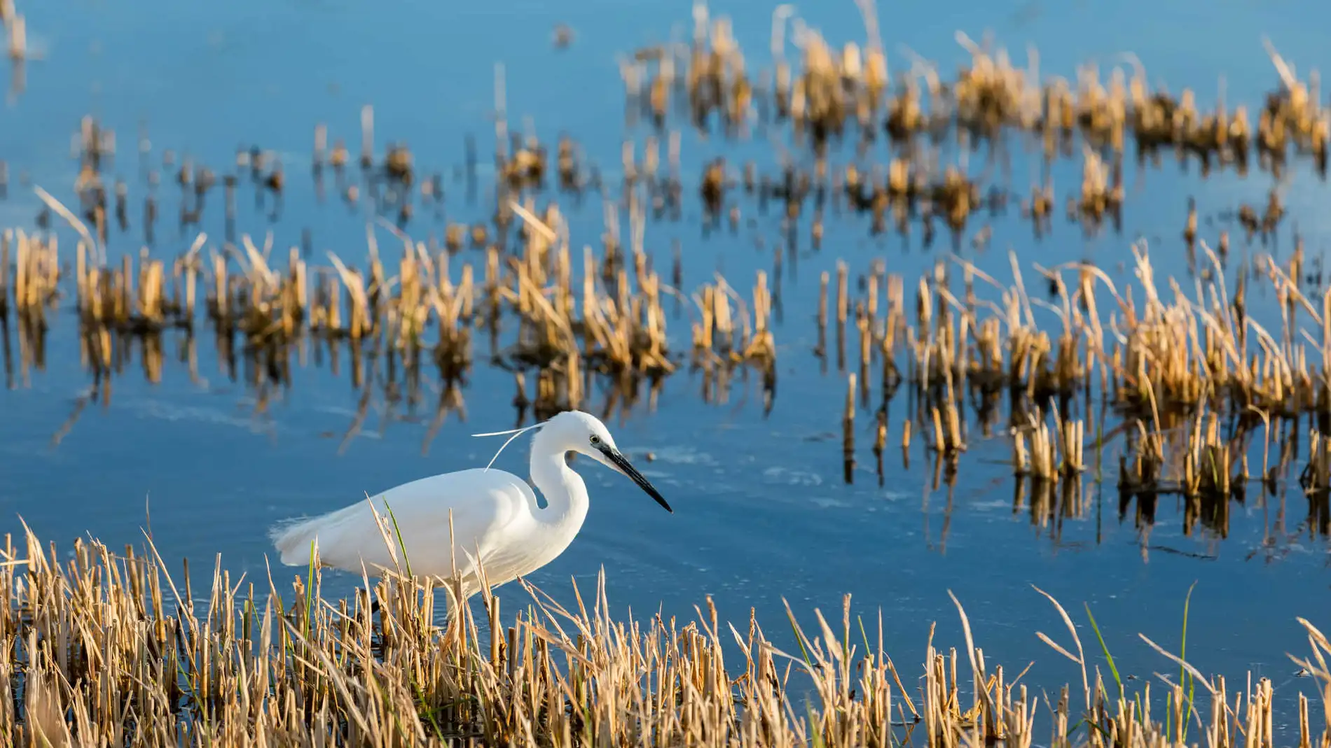 Parque natural de l'Albufera (Valencia)