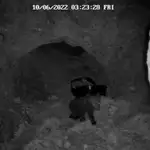 Imágenes del osezno en las cavidades de la osera