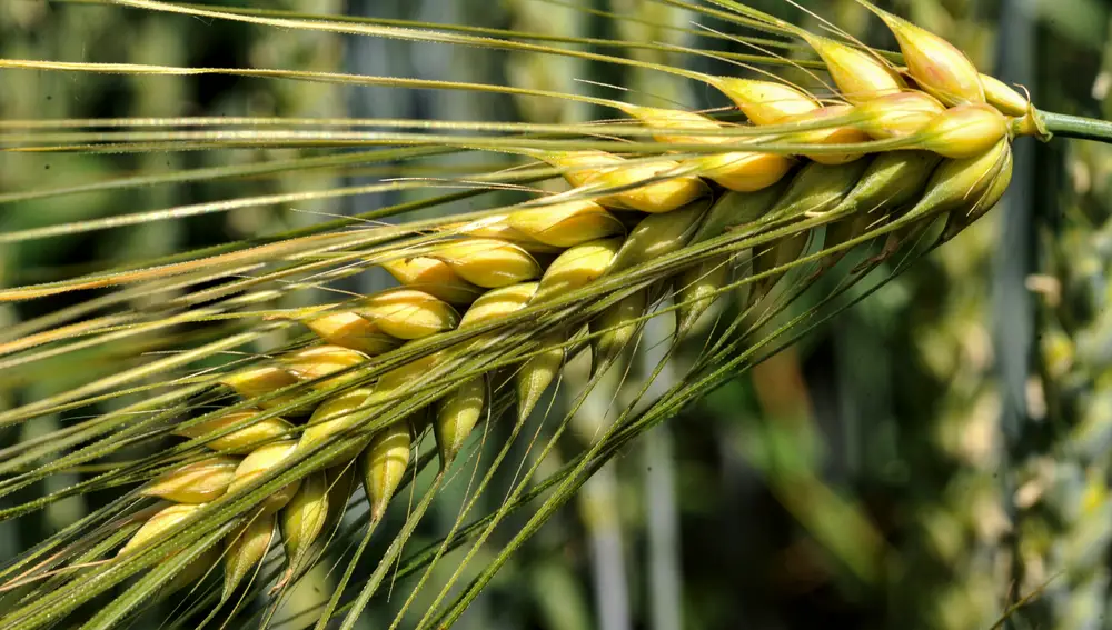 La invasión rusa de Ucrania ha supuesto el incremento del precio de muchos alimentos