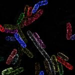 La imagen muestra grupos de la proteína esencial BamA en la membrana externa de la bacteria Escherichia coli.