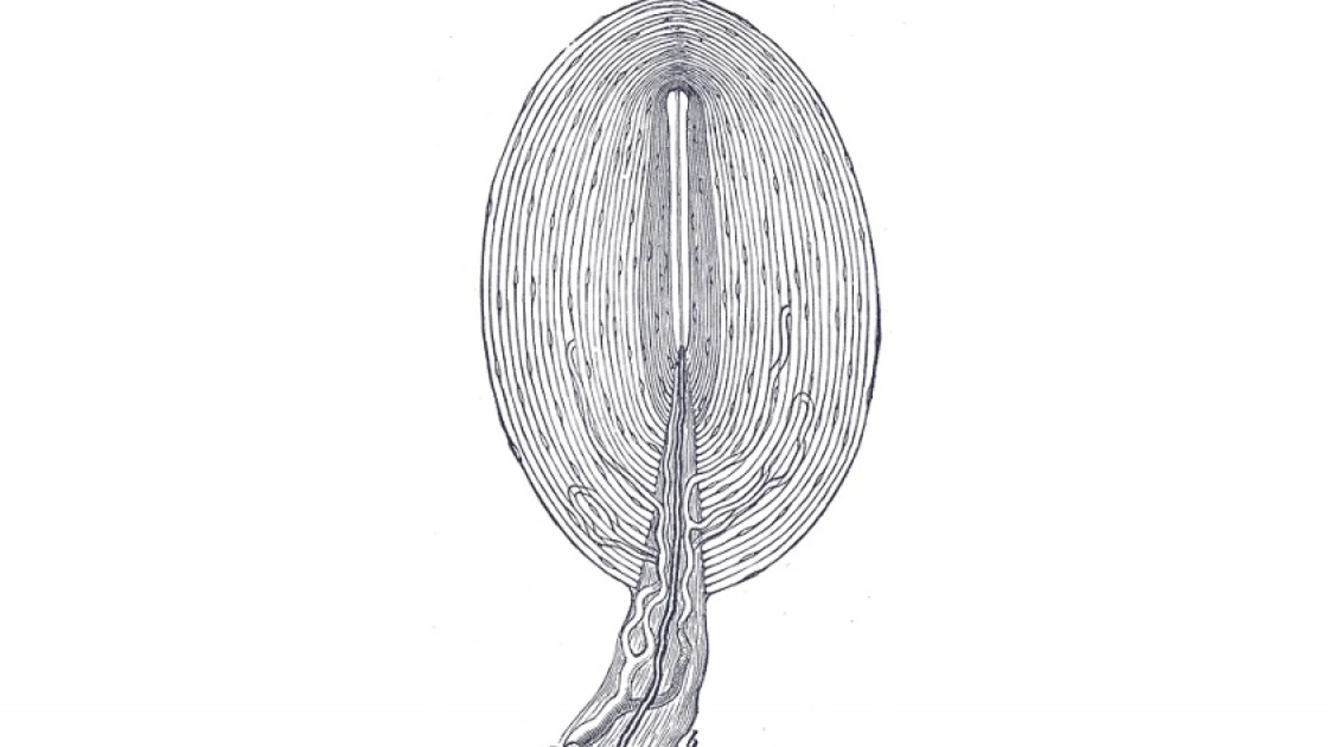 Corpúsculo de Pacini