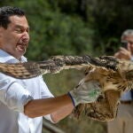 El candidato del PP a la reelección en la Junta, Juanma Moreno, momentos antes de soltar a uno de los dos ejemplares de Búho Real.EFE/Román Ríos.