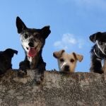 Varios perros de pelo corto