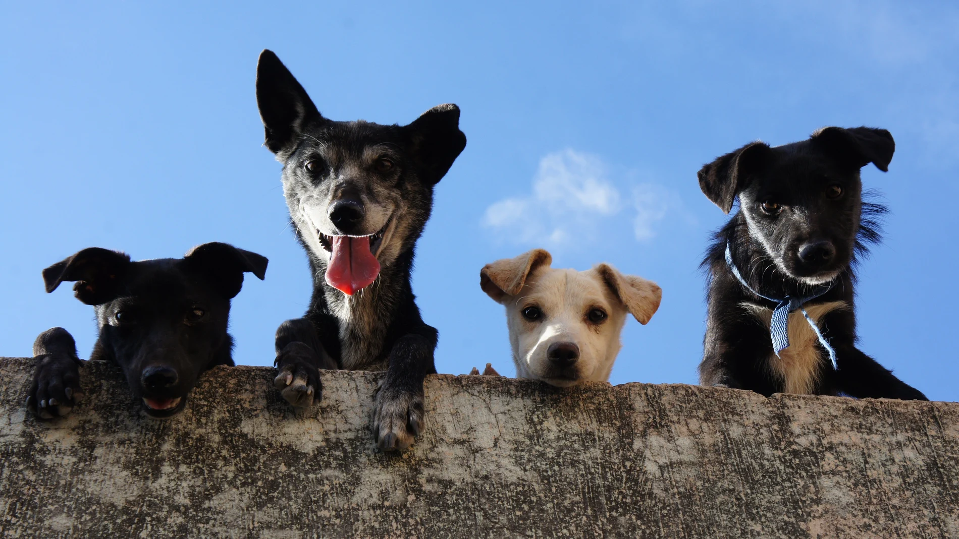 Varios perros de pelo corto
