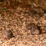 Las ratas se establecieron en Europa en la Edad Media