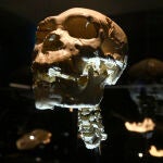 El cráneo de "Miguelón", expuesto en el Museo de la Evolución Humana (Burgos)