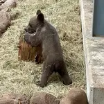 Imagen de un osezno en un centro de recuperación