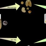 De las ánforas a la comprensión del contenido; este análisis multianalítico se basó en la arqueobotánica y la identificación molecular.