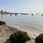 Biomasa retirada en el Mar Menor