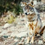 El TC anula la ley de caza de Castilla y León que permitía cazar al lobo al norte del río Duero por invadir competencias estatales
