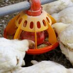 Gallinas y pollos comiendo en una granja
