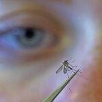 Los mosquitos son más activos por la tarde y por la noche. Y viven en zonas cercanas donde hay agua acumulada (lagunas, charcos, macetas con agua) | Fuente: AP Photo/Rick Bowmer