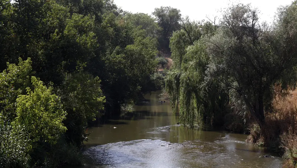 Repoblacion de arboles en Madrid tras los daños provocados en los ya existentes durante el temporal de Filomena.