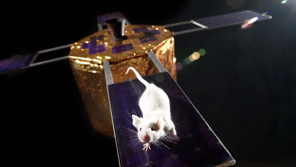 La técnica de la NASA de la suspensión de las patas traseras sirvió para demostrar que los nervios son los responsables únicos de la regeneración