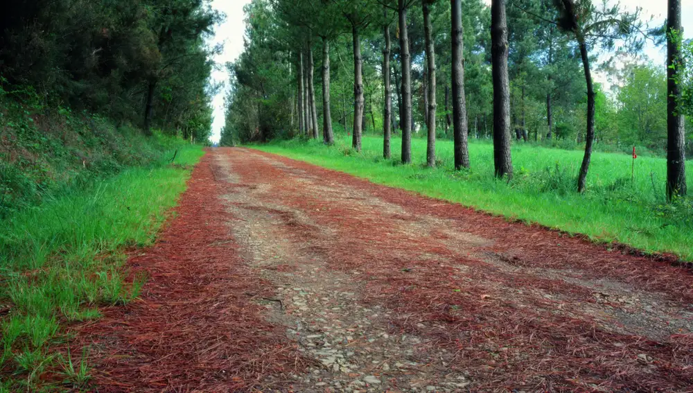 El Camino por Sigüeiro está rodeado de naturaleza