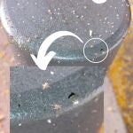 Garrapatas halladas en la vía pública de Murcia