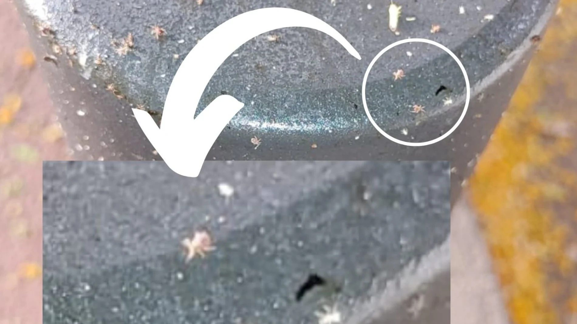 Garrapatas halladas en la vía pública de Murcia