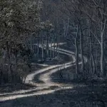 Aspecto de una zona quemada durante el reciente incendio de la Sierra de la Culebra