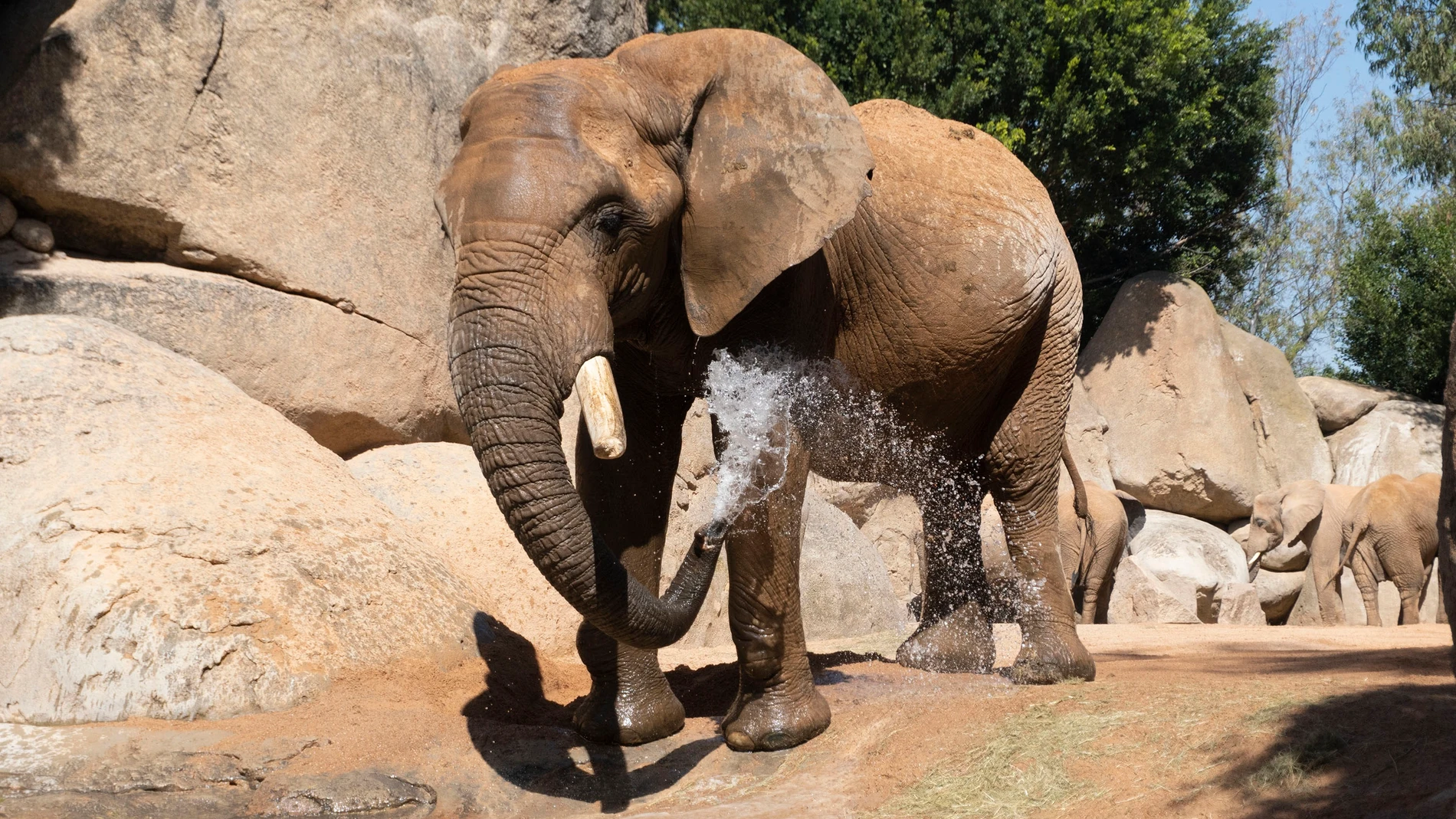 El elefante Kibo