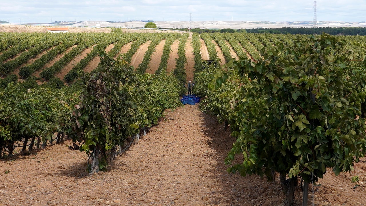 Los viticultores de la DO Rueda estiman una reducción de cosecha del 35% por el mildiu y el granizo