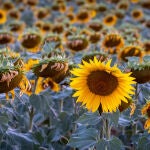 Campos de girasoles en La Rioja