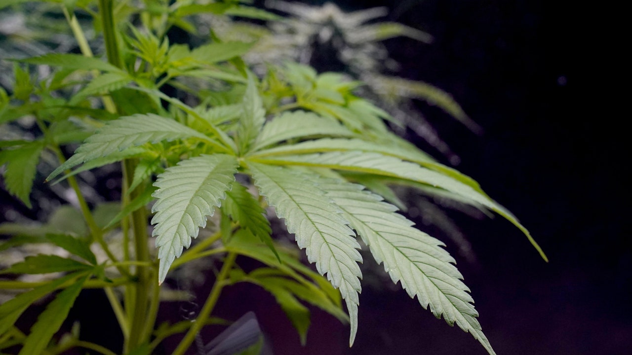 La Policía Local de Poio descubre gracias al olor una gran plantación de marihuana "oculta donde menos se esperaba"