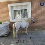Imagen del poni localizado