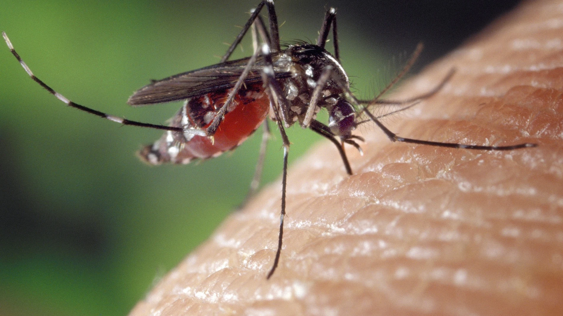 mosquito chupando sangre