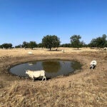 Charcas para abastecer el ganado en la provincia de Salamanca, con poco nivel debido a la sequía