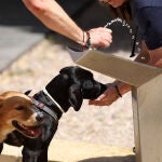 Dos perros bebiendo de una fuente para combatir el calor. Álex Zea / Europa Press