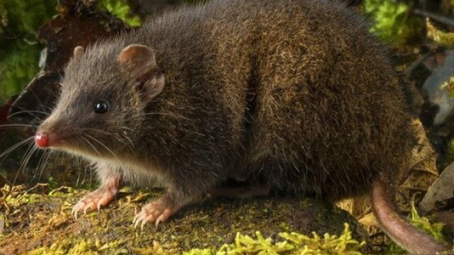 Marsupial Dusky Antechinus, animal que muere tras 14 horas de sexo