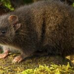 Marsupial Dusky Antechinus, animal que muere tras 14 horas de sexo