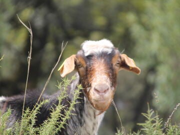 La tierna historia de Tenacity, la peque&ntilde;a cabra que est&aacute; ayudando a sanar a un veterano de la marina