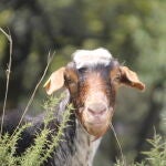 En defensa de las cabras