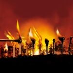 Bosque abandonado incendio asegurado