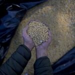 Imagen de archivo de producto agrícola en una granja