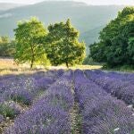 El alojamiento está rodeado de campos de lavanda