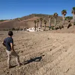 El presidente de la Asociación Española de Tropicales, Domingo Medina, revisa una de sus plantaciones de frutas tropicales, aguacates y mangos, en las que ha arrancado gran parte de los arboles de aguacates debido a la escasez de agua que sufre la zona de la Axarquía. EFE/ Daniel Pérez
